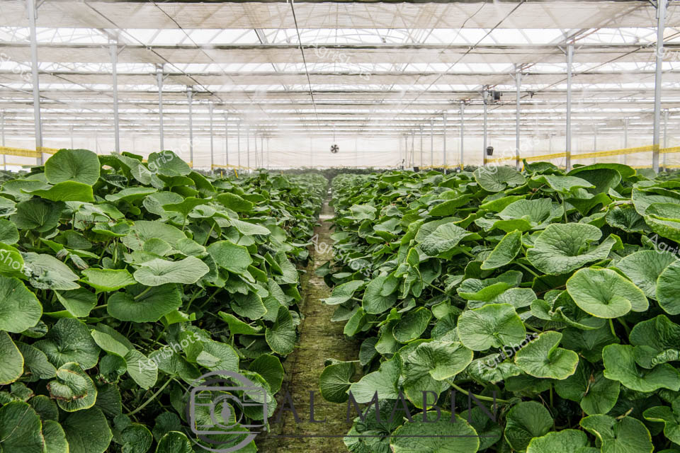 Verdant wasabi leaves sprawl across meticulously organized rows within a pristine glass greenhouse. Lush emerald foliage carpets the ground, creating a uniform landscape of broad, heart-shaped leaves with delicate veining and rich green hues. Carefully maintained pathways divide the dense plantings, allowing access for cultivation and harvest in this controlled agricultural environment. The structural framework of white metal supports and translucent glass panels creates a bright, diffused light that bathes the crop in even illumination, optimizing growing conditions for this prized Japanese culinary ingredient. Tasmania's innovative agricultural sector demonstrates sophisticated horticultural techniques, transforming precision farming into an art form with this sophisticated wasabi cultivation setup. The greenhouse represents a pinnacle of agricultural technology, where climate, humidity, and growing conditions are meticulously managed to produce the highest quality wasabi plants for gourmet markets and discerning chefs.
