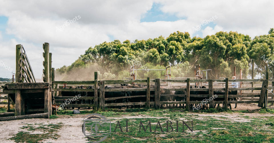 Dust billows through the rustic timber cattle yards, casting a golden haze around a herd of black Angus cattle clustered within weathered wooden fencing. Late morning sunlight filters through a backdrop of dense eucalyptus trees, creating a quintessential Victorian pastoral scene of robust agricultural infrastructure. Stockmen navigate the raised walkways surrounding the yards, their movements deliberate as they manage the livestock with practiced expertise. The ground is a textured canvas of packed earth and scattered grass, testament to decades of agricultural activity in this resilient landscape. Wooden posts and heavy gate structures, silvered by years of exposure, frame the scene with an authentic rural aesthetic that speaks to generations of cattle farming in Australia's southern grasslands. The composition captures the raw essence of beef production - a delicate balance of human skill, animal husbandry, and the enduring spirit of the Australian agricultural landscape.
