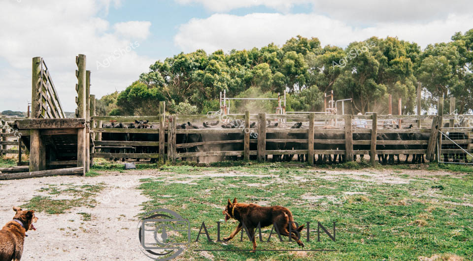 Dusty cattle yards nestled among eucalyptus woodlands reveal the robust infrastructure of Victorian beef production. A working dog moves purposefully across the weathered ground, flanking a herd of cattle clustered within sturdy timber-post yards. Pale grey-green pasture intermingles with bare earth, telling a story of large-scale livestock management under an expansive clouded sky. The wooden yard infrastructure - robust and functional with multiple gates and sections - speaks to generations of agricultural engineering refined for efficient cattle handling. Gnarled wooden posts and steel railings create geometric patterns against the soft green and grey landscape, capturing the pragmatic beauty of Australian rural infrastructure. This scene embodies the quiet discipline of cattle farming: strategic, patient, deeply connected to landscape and animal alike.