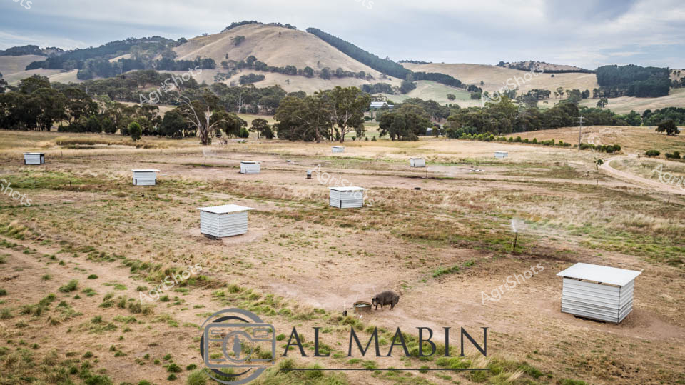Rolling golden hills of Victoria's Heathcote region frame a carefully planned free-range pig farming landscape. Silver modular shelters dot the dry grassland, providing strategic protection for a solitary pig grazing amid the sparse paddock. Mature gum trees cluster in the mid-ground, offering natural windbreaks and shade across the undulating terrain. The agricultural setting reveals an innovative approach to pig husbandry, with lightweight portable shelters allowing dynamic pasture management and animal movement. Soft grey-blue skies suggest early morning or late afternoon light, casting gentle shadows across the weathered earth tones of the paddock.