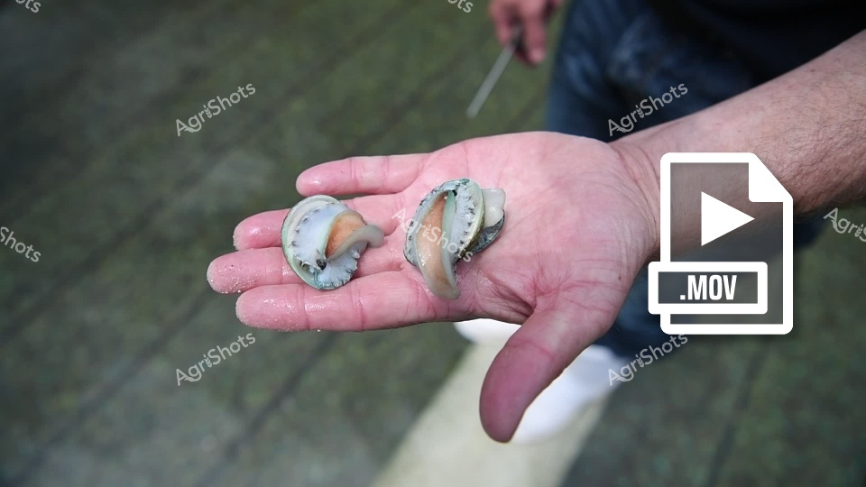 A pair of fresh abalone shells rest in the cupped hands of a person involved in aquaculture operations in Victoria's Barwon South West Region. The pristine mollusks display their characteristic iridescent mother-of-pearl interior, showcasing the quality of locally farmed seafood. Water droplets glisten on both the shells and hands, indicating these abalone have been recently harvested from their aquaculture environment. This close-up captures the careful handling required in commercial abalone farming, highlighting the region's significant contribution to Australia's premium seafood industry.