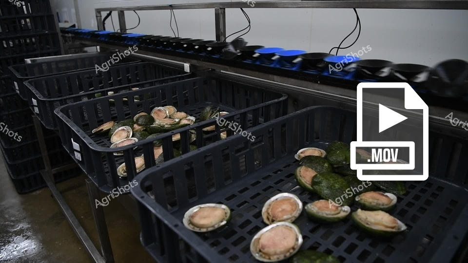 This video footage captures an intriguing processing scene featuring fresh abalone in a professional seafood handling facility. The clip shows multiple black plastic crates filled with recently harvested shellfish, displaying their distinctive pearly-pink interiors and olive-green outer shells. The seafood appears meticulously sorted and arranged, suggesting a carefully managed aquaculture or marine harvesting operation.

The video frame reveals a systematic processing environment with multiple stacked crates and overhead equipment, indicating an industrial-grade seafood preparation area. The abalone are arranged with precision, showcasing their natural curves and varying sizes, with some shells fully open and others partially closed. Blue-capped containers in the background hint at a modern, hygienic processing workflow typical of professional marine food production.

The cool, controlled setting suggests this is a contemporary seafood processing facility, likely located near coastal waters where abalone are sustainably harvested. The clip provides a behind-the-scenes look at the initial stages of preparing these prized shellfish for culinary markets, capturing the transition from ocean harvest to potential restaurant or retail distribution.

The color palette is dominated by the natural tones of the abalone - soft pinks, olive greens, and pearlescent whites - contrasting sharply with the dark plastic crates and industrial metallic background, creating a visually compelling agricultural processing scene.