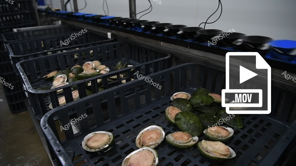 Abalone aquaculture operations showcase sustainable seafood production in Victoria's Barwon South West Region, with mature abalone specimens arranged in black plastic crates for processing. The shellfish display their characteristic iridescent green shells and pale flesh, representing the culmination of careful cultivation in controlled marine farming environments. This video captures the commercial harvesting phase of abalone farming, highlighting the region's commitment to premium seafood production and sustainable aquaculture practices along the Victorian coast.
