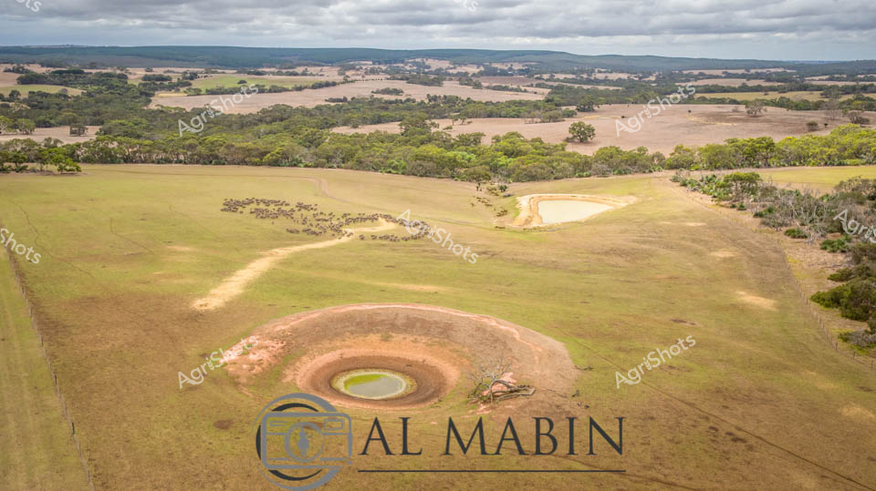 Aerial panorama of The pastoral landscape reveals the stark beauty of South Australian farming country. A circular water dam sits prominently in the foreground, its green-rimmed surface a vital lifeline amid the golden-brown grasslands. A scattered mob of merino sheep meanders across the undulating terrain, their woolly forms creating organic patterns against the muted landscape. Distant tree lines and rolling hills frame the scene, highlighting the expansive agricultural terrain typical of the region. Overcast skies cast a soft, diffused light that emphasizes the textural variations of pasture and paddocks, from rich green to sun-bleached yellow.