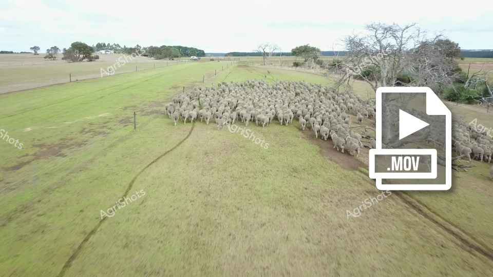 Aerial drone view of a dense flock of Merino sheep gathered tightly in a green pasture, with fenced farmland and scattered trees in the background. The sheep appear to be clustered along a dirt path, creating a striking visual of their woolly mass against the verdant agricultural landscape. This image captures the scale and density of sheep farming in a typical Australian or New Zealand pastoral setting.