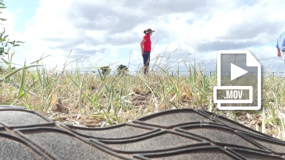 A woman farm worker wearing a red shirt and hat stands among tall grass in a rural paddock in Queensland's Queensland. The scene captures cattle mustering operations at a working station, with the woman positioned in natural grassland under a cloudy sky. The ground-level perspective shows the terrain conditions typical of beef cattle country, highlighting the pastoral landscape where Hereford cattle are managed across the expansive Queensland station property.