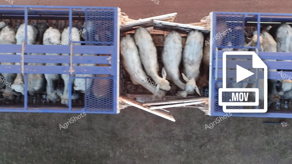 This agricultural image depicts multiple blue-framed transport cages containing pale-colored animals, likely pigs or piglets, densely packed during transportation. The center section shows animals in a wooden crate, with the creatures appearing cramped and tightly arranged. The scene represents typical livestock transportation and handling practices in commercial farming, showcasing the confined conditions of animal transport.
