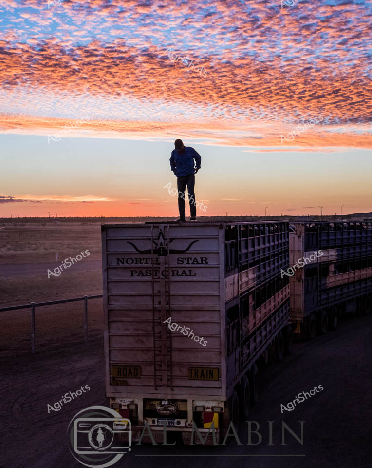 North Star Pastoral's Road Train silhouetted against a breathtaking Territory sunset captures the raw essence of Australia's agricultural logistics. A solitary figure stands atop the massive livestock trailer, surveying the expansive horizontal landscape of what appears to be the Northern Territory's arid borderlands. The sky explodes in a remarkable tapestry of textured clouds - burnt orange melding with soft blues, creating a dramatic backdrop that speaks to the harsh yet beautiful climate of northern Australia. The "Road Train" trailer, emblazoned with "North Star Pastoral" branding, represents the critical infrastructure of cattle transportation, connecting remote stations to national markets. Designed for rugged terrain and long-distance haulage, this multi-tiered truck symbolizes the resilience and scale of Australia's beef industry. The scene captures a profound moment of transition - between day and night, between remote cattle station and broader agricultural supply chain - with a sense of solitary determination that epitomizes the spirit of rural Australian enterprise.