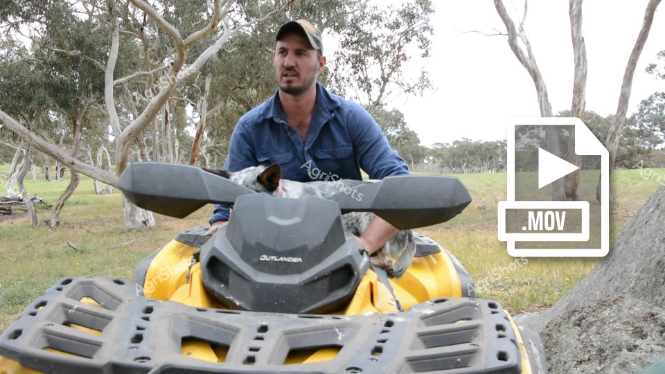 A man farmer on a yellow Outlander quad bike pauses in a rural South Australian paddock, accompanied by the cattle dog. The pastoral landscape features scattered eucalyptus trees and green grassland, creating a quintessential farming scene. Behind him, beef cattle graze peacefully in the open paddock, highlighting the extensive grazing systems common to Australian cattle stations.