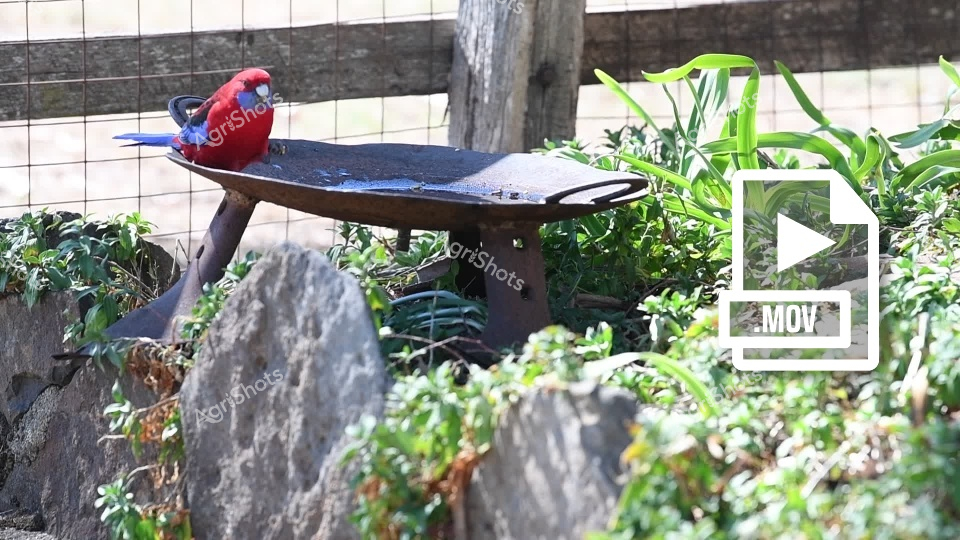 A vibrant crimson and blue parrot sits on the edge of a dark birdbath, surrounded by lush green foliage and stone landscaping. The bird appears to be a crimson rosella, a colorful Australian native species, perched in what seems to be a garden setting with rocks and plants in the background. The scene captures the bird in a tranquil moment, showcasing its brilliant red plumage against the natural greenery.