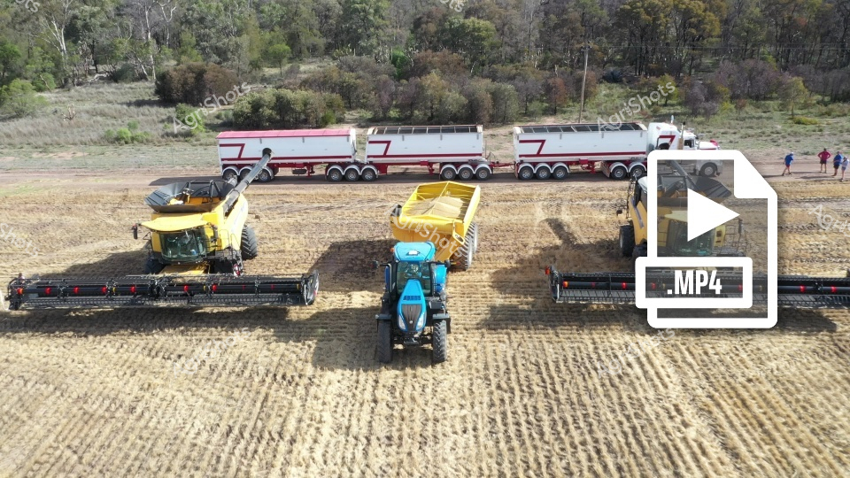 Modern harvesting operations unfold across a wheat field in New South Wales, where three powerful combine harvesters work in synchronized formation alongside grain transport vehicles. A blue tractor with chaser bin moves between the yellow headers, efficiently collecting grain as the massive machines cut through the golden crop. Red and white road train trucks wait nearby to transport the harvested wheat, while several people can be seen coordinating the large-scale cropping operation under clear skies.