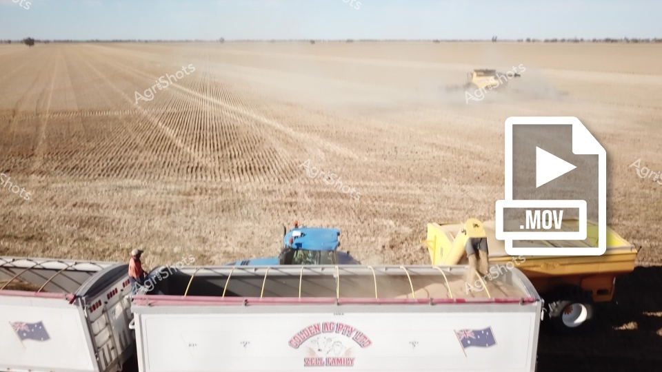 A massive grain harvesting operation unfolds across the golden wheat fields of New South Wales, with a New Holland header working systematically through the crop while kicking up clouds of dust. In the foreground, a chaser bin truck stands ready to receive the freshly harvested grain, its large capacity bin designed to keep the header operating efficiently without interruption. A farm worker can be seen coordinating the logistics of this complex harvesting process, ensuring the smooth transfer of wheat from field to storage. The expansive agricultural landscape stretches to the horizon, showcasing the scale of broadacre cropping operations that define Australia's grain belt during the critical harvest season.