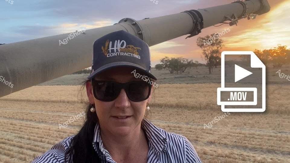 A woman wearing sunglasses and a contracting company cap stands in a wheat field at sunset, with a harvesting header machine in the background. The golden light illuminates the rural landscape, capturing the essence of grain harvesting in New South Wales during wheat season.