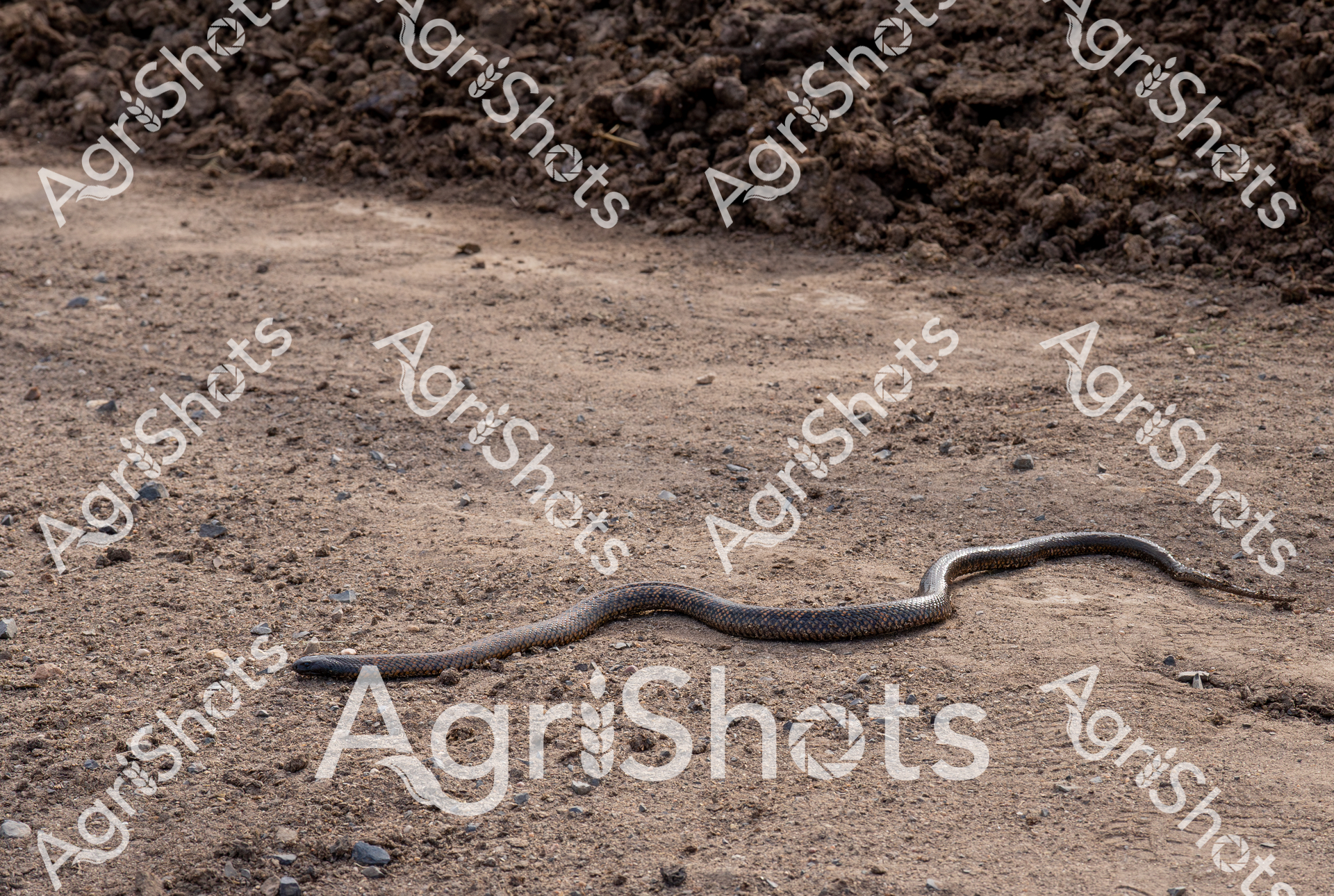 A serpentine form slices through the arid, dust-laden terrain of a Queensland feedlot during the unforgiving summer heat. The snake, sleek and sinuous, winds its way across sun-baked earth strewn with scattered stones and compacted soil, its scaled body a dark contrast against the parched ground. Overhead, a mound of rich, dark earth suggests recent ground disturbance or land preparation, while the surrounding landscape speaks to the harsh, unrelenting conditions of agricultural environments in rural Australia. The snake's presence hints at the complex ecosystem that exists alongside agricultural operations, where wildlife navigates the margins between human-managed landscapes and natural habitats. Its curved silhouette represents a moment of unexpected wildlife interaction within a controlled agricultural setting, capturing the raw, untamed essence that persists even in carefully managed rural spaces. The image embodies the resilience of both the agricultural landscape and its native inhabitants, surviving and moving through challenging environmental conditions.