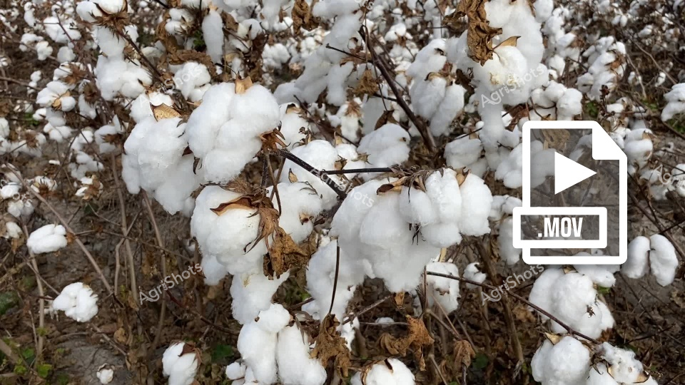 Fluffy white cotton bolls hang heavy on branches in a lush agricultural field, ready for harvest. This image captures the bounty of a cotton crop in New South Wales, showcasing the soft, pristine fibers against dried brown plant stems, highlighting the agricultural richness of the region.