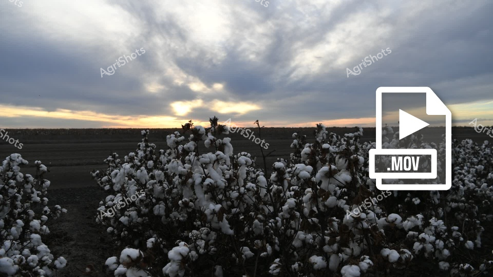 This evocative video footage captures a stunning cotton field at sunset, showcasing the expansive agricultural landscape during harvest season. The clip features rows of mature cotton plants with their distinctive white, fluffy bolls fully developed, stretching across a dark, rich soil landscape under a dramatic cloudy sky. Soft golden light breaks through the overcast clouds, creating a moody atmospheric scene that highlights the textures and patterns of the cotton crop ready for harvesting.

The video provides a sweeping view of the agricultural landscape, revealing the intricate details of cotton plants with their bulging white bolls contrasting against the dark earth and increasingly luminous horizon. The cloudy sky creates a sense of depth and drama, with rays of sunlight breaking through and casting a soft, ethereal glow across the field. This footage beautifully captures the agricultural rhythm of cotton production, showcasing the moment just before harvest when the crop is at its most visually striking.

The clip represents a quintessential Australian agricultural scene, revealing the scale and beauty of cotton farming in regions like Queensland. The visual composition emphasizes the connection between agricultural production and the natural landscape, showcasing the raw beauty of rural farming environments.