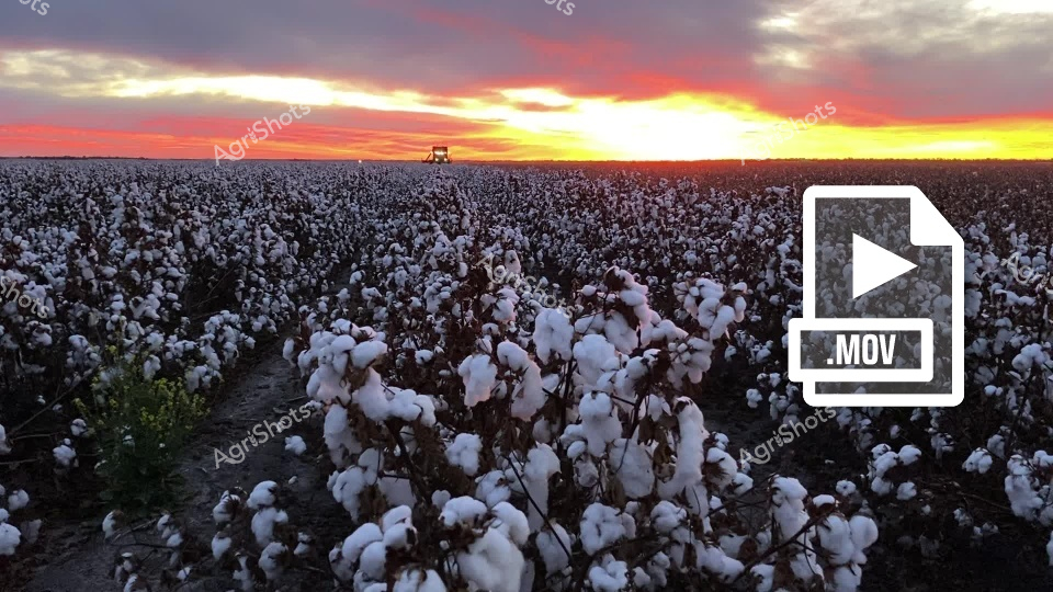 A vast cotton field stretches to the horizon, bathed in the warm, vibrant colors of a spectacular sunset. Fluffy white cotton bolls fill the frame, with rows of crops leading to a distant tractor silhouetted against the fiery orange and pink sky. The golden light creates a breathtaking contrast with the white cotton, showcasing the beauty of agricultural landscapes at dusk.