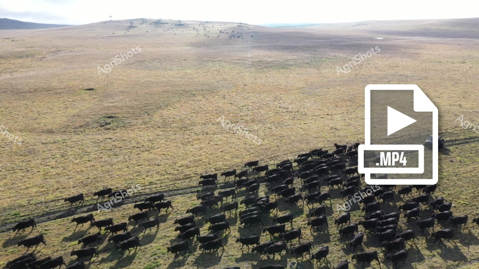 An aerial view captures a large herd of black Angus cattle grazing across a vast, arid landscape in New South Wales. The cattle are tightly clustered, creating a dark contrast against the sparse, golden-brown grasslands and distant hills, suggesting a cattle mustering operation typical of Australian pastoral farming.