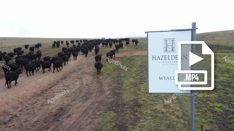 A large herd of black Angus cattle moves along a dirt track on the Hazelden property in Myall, with rolling grasslands in the background. The cattle are being mustered, likely using working dogs, across a typical agricultural landscape in New South Wales. The scene captures the essence of beef cattle farming in rural Australia.