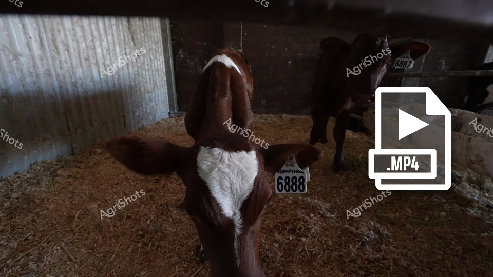 Dark and moody dairy barn interior captures the intimate world of Holstein cattle during a quiet moment. A rich brown and white cow stands in the foreground, her distinctive coat patterns gleaming against the textured wood-paneled wall and scattered straw bedding. Soft shadows and low lighting create a contemplative atmosphere, highlighting the animal's muscular form and the numbered ear tag (6888) that speaks to modern agricultural tracking systems. Another cow stands partially obscured in the background, both animals representing the robust Holstein breed central to Australia's dairy industry. The corrugated metal walls and deep brown straw substrate suggest a functional, no-nonsense agricultural environment typical of rural New South Wales dairy facilities. The MP4 video icon hints at this being raw, unedited footage - a glimpse into the daily rhythms of livestock management that are the heartbeat of agricultural production.