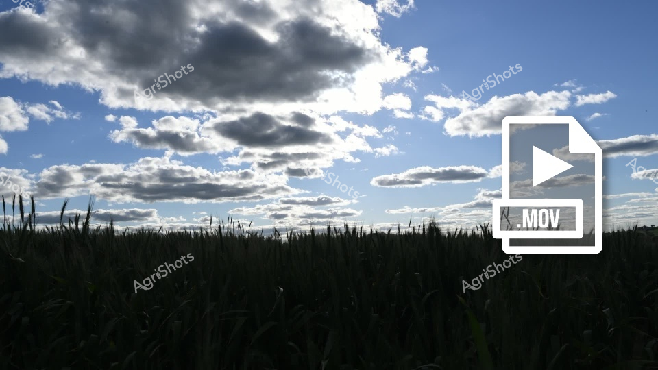 A lush canola field stretches across the landscape under a dramatic sky with billowing clouds in New South Wales. The vibrant green crop covers the ground, creating a striking contrast with the blue sky and white clouds, showcasing the agricultural richness of the region.