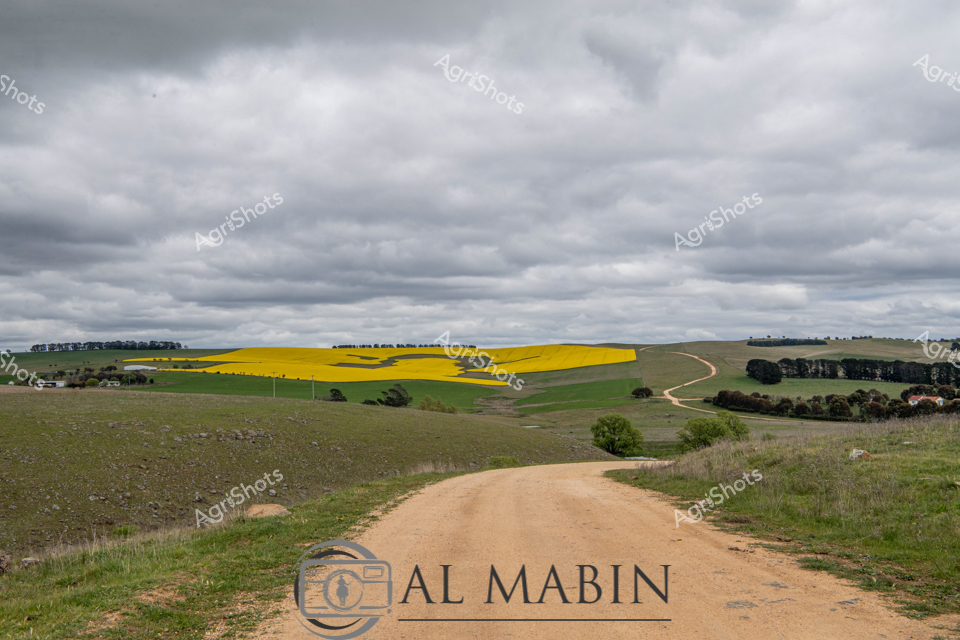 A dusty rural track winds through the undulating agricultural landscape of New South Wales, cutting between silvery-green pastures and a vibrant golden canola field. Dramatic overcast skies create a moody backdrop, casting soft diffused light across the expansive farmland. The brilliant yellow canola crop stands in stark contrast to the muted grey-green grasslands, creating a patchwork of agricultural productivity that speaks to the resilience of Australian farming. Scattered tree lines and distant windbreaks punctuate the horizon, offering shelter and definition to the rolling terrain. The unpaved road suggests a remote farming location, typical of the vast agricultural regions that define rural NSW.