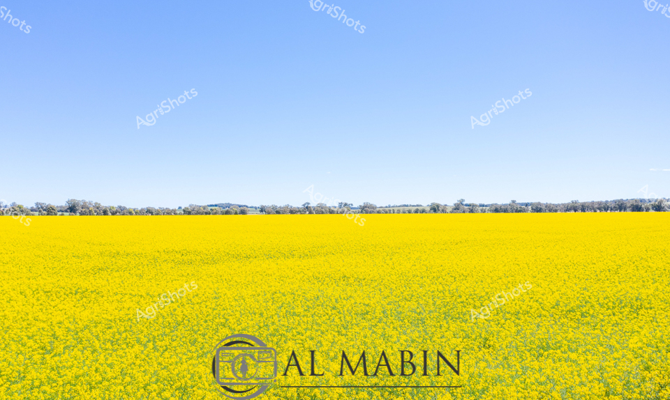 ALMABIN_1635049387_3.jpg_wp24466.jpg