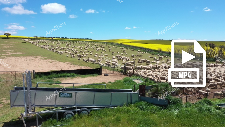 A large flock of Merino sheep grazes in a paddock near a vibrant canola field in rural New South Wales. Agricultural equipment and yard panels are positioned in the foreground, suggesting sheep mustering and management activities during lambing season. The landscape showcases the typical agricultural scenery of the Australian countryside, with rolling green pastures and bright yellow crops in the background.