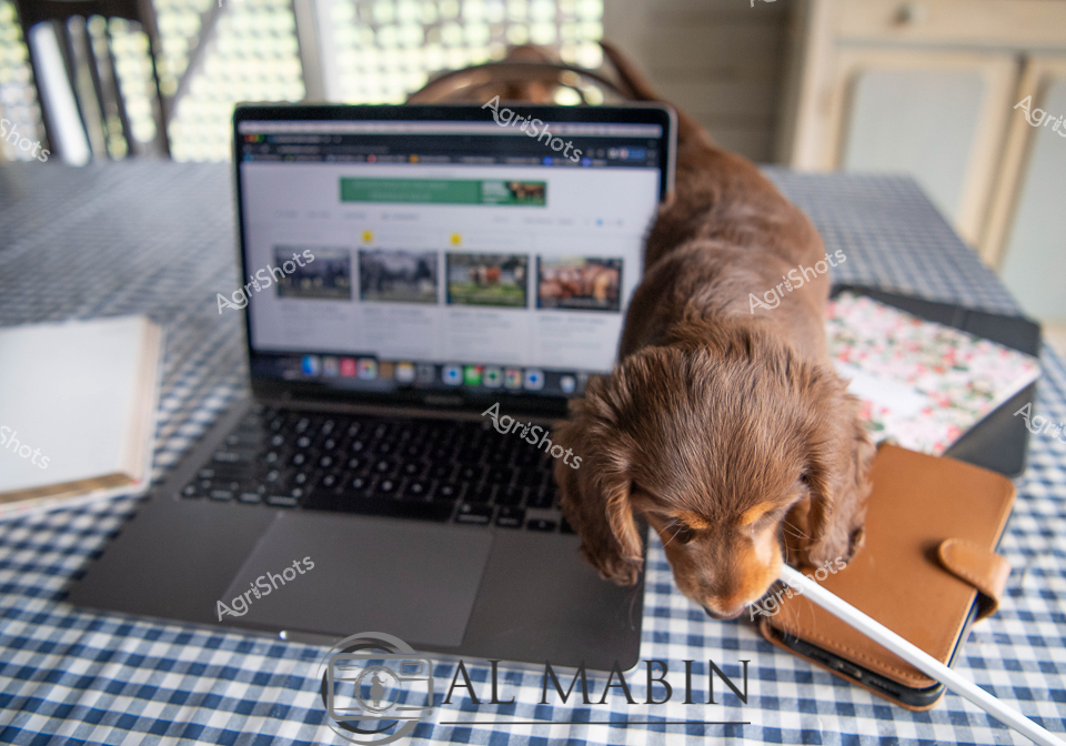 Young golden retriever puppy nestled beside a laptop on a blue and white checkered tablecloth, embodying the modern intersection of agricultural technology and companionship. Soft morning light filters through nearby windows, illuminating the workspace with a gentle warmth typical of a rural home office. The laptop screen displays a series of agricultural images, suggesting digital research or stock photography selection in progress. A caramel-colored leather notebook sits adjacent to the laptop, complementing the puppy's rich brown fur and creating a harmonious workspace aesthetic. The scene captures the seamless blend of traditional farming life with contemporary digital workflows, highlighting how technology has transformed agricultural communication and documentation. This intimate moment reflects the evolving landscape of rural professional environments, where young workers and their loyal companions navigate the intersection of tradition and innovation.
