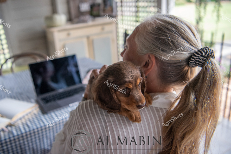 Tender Companionship in a Rural Home Office

A soft-coated dachshund puppy nestles against the shoulder of a caregiver with long hair tied back with a striped hair accessory, sharing an intimate moment of connection. The interior space suggests a contemporary rural home office, with a laptop open and soft natural light filtering through nearby windows. The individual wears a pale striped shirt, creating a neutral backdrop for the rich brown and tan tones of the young dog. A checkered cushion or textile adds textural warmth to the scene, highlighting the gentle domestic environment. The puppy appears young and vulnerable, seeking comfort and security, while the caregiver maintains a protective, nurturing posture. This image captures a poignant moment of companionship that speaks to the deep emotional bonds between humans and animals in rural Australian settings, where working environments and personal connections seamlessly intersect.