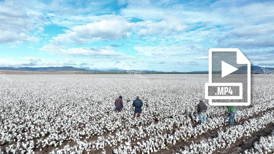 A group of workers walk through a vast white cotton field in New South Wales, with distant mountains and a bright blue sky overhead. The expansive agricultural landscape shows rows of harvested cotton stretching to the horizon, capturing the essence of cotton farming in the Walgett Shire region. Several people move carefully between the dense white crop, illustrating the labor-intensive process of cotton harvesting.