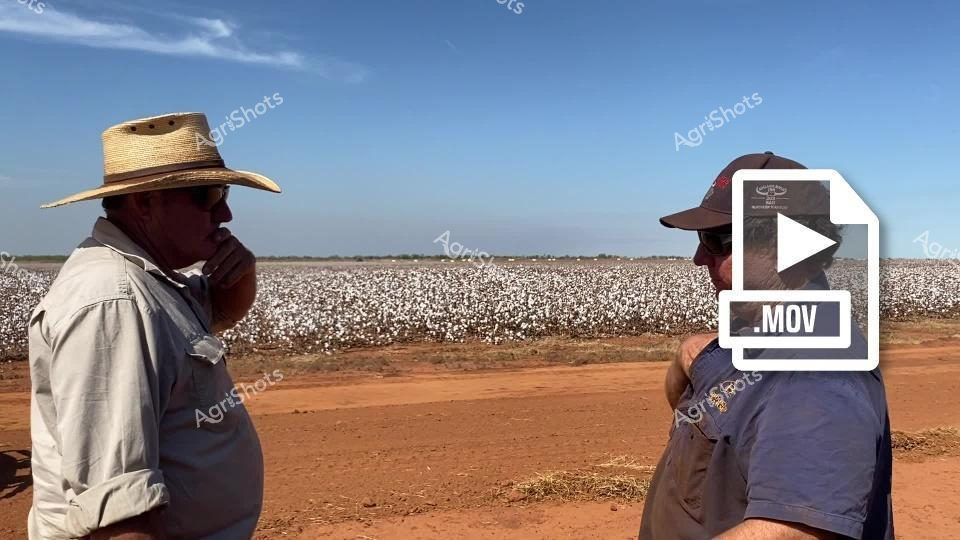 Dusty red earth stretches beneath an expansive white cotton field under a crystalline blue Territory sky, where two agricultural workers pause in quiet consultation. A weathered farmer in a wide-brimmed straw hat and light long-sleeved shirt stands alongside another worker wearing a dark cap, their silhouettes framed by the rippling landscape of mature cotton ready for harvest. The rusty ground and brilliant white crop create a stark contrast typical of Northern Territory agricultural landscapes, highlighting the challenging environment where precision and expertise transform arid terrain into productive agricultural land. Their body language suggests a moment of strategic discussion, likely evaluating crop conditions, harvest readiness, or field management techniques crucial to successful cotton production. The scene captures the essence of Australian agricultural resilience - two professionals standing amid a sea of white bolls, representing generations of agricultural knowledge and the intricate dance between human skill and environmental conditions. The crisp morning light and open horizon evoke a sense of possibility and hard-won productivity in one of Australia's most demanding farming regions.