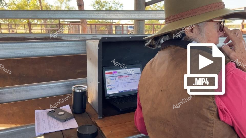 A woman in a wide-brimmed hat works at a rural computer setup within a cattle yard, using a laptop to manage stud cattle operations in Queensland. The wooden workstation is equipped with a thermal mug and paperwork, suggesting an efficient outdoor workspace for agricultural management. The background reveals metal cattle yards and trees, indicating a typical Australian cattle station environment.