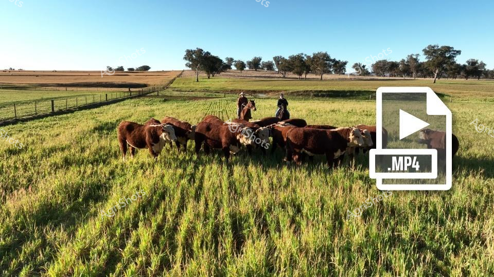 Australian pastoral perfection: A cluster of robust Hereford cattle grazes in a lush, verdant paddock during the golden hours of late afternoon. Rich chestnut-red bodies with distinctive white faces stand clustered together against a backdrop of scattered eucalyptus trees and gently rolling farmland. Two stockmen on horseback oversee the herd, their silhouettes suggesting years of practiced cattle management against the expansive rural landscape. The vibrant green pasture stretches in neat rows, indicating carefully managed agricultural land, while the clear blue sky and soft sunlight create a serene atmosphere of productivity and timeless rural connection. Soft shadows lengthen across the grassland, highlighting the muscular frames of the cattle and the undulating terrain typical of Australian grazing country. The MP4 video icon suggests this scene is part of a dynamic agricultural documentation, capturing the living essence of cattle farming in a quintessential Australian setting.