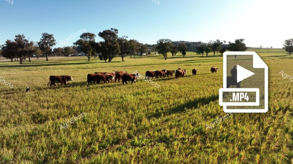 A herd of Hereford cattle grazes peacefully in a lush green pasture, dotted with scattered trees under a clear blue sky. The brownish-red and white cattle move slowly through the grassy field, creating a serene agricultural landscape typical of cattle ranching regions.
