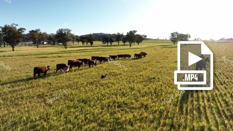 A herd of Hereford cattle grazes peacefully in a lush green pasture dotted with trees. A small herding dog helps guide the cattle across the open field, highlighting the pastoral scene of agricultural livestock management. The serene landscape showcases the traditional ranching environment with scattered trees and well-maintained grasslands.