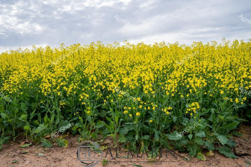 Golden Canola Fields Bursting with Promise

Vibrant yellow canola blossoms carpet the undulating farmland, stretching to the horizon under a soft, overcast sky. The dense field of bright flowers stands in perfect rows, each plant laden with delicate four-petaled blooms that create a rich, textured landscape of luminous gold and deep green. Emerging from rich, sandy soil, these robust crops represent the agricultural vitality of Western Australia's wheat belt during the spring growing season. The uniform height and dense clustering of the plants demonstrates meticulous agricultural management, promising a bountiful harvest of oilseed that will contribute to global agricultural exports. Soft grey clouds provide a muted backdrop, creating a dramatic contrast with the electric yellow of the flowering canola, highlighting the resilience and beauty of dryland farming in this challenging agricultural environment. This expansive field embodies the essence of Australian agricultural productivity - a testament to generations of farming expertise and the remarkable potential of carefully cultivated land.