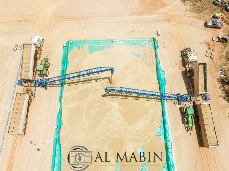 Aerial view of a precision agricultural operation at a grain storage facility, showcasing The innovative harvesting infrastructure. Turquoise protective sheeting frames a expansive wheat bunker, with sophisticated blue conveyor systems strategically positioned to transfer golden grain between heavy-duty transport vehicles. Green agricultural machinery flanks the site, highlighting the sophisticated mechanization of modern Australian grain production. The dusty ochre landscape of what appears to be a New South Wales wheat-growing region stretches beneath the operation, revealing the harsh, sun-bleached terrain typical of agricultural zones. Geometric lines of the infrastructure contrast beautifully with the organic, textured ground, demonstrating the intersection of technological efficiency and natural agricultural cycles. This snapshot captures the intricate logistics of grain harvesting, where every movement and machine plays a crucial role in transforming raw agricultural output into a global food supply chain.