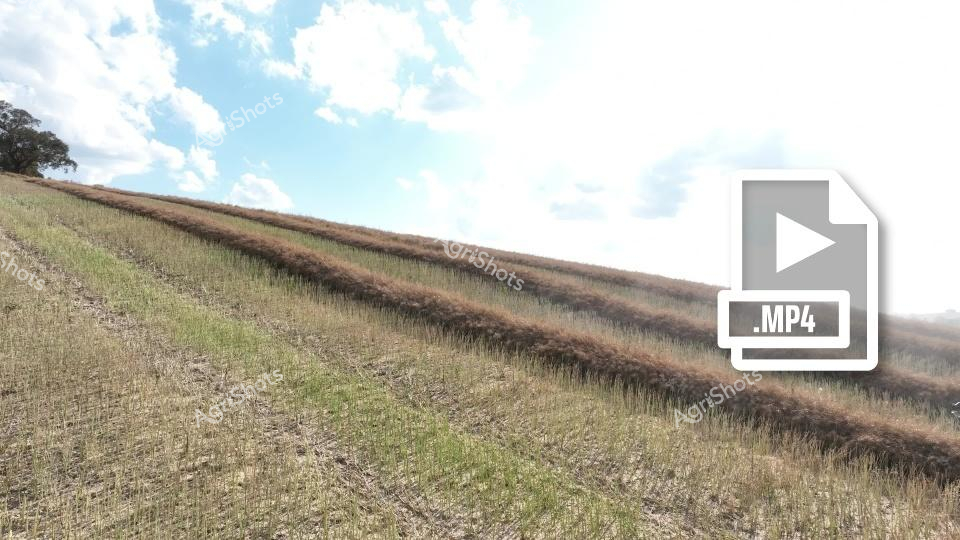 A sweeping agricultural landscape captures a canola field in rural New South Wales, with its distinctive golden-brown harvested rows stretching across a gently sloping terrain. The scene showcases modern farming techniques, with evidence of recent harvesting by high-performance machinery like John Deere tractors and Macdon headers, creating neat windrows ready for collection by a chaser bin.