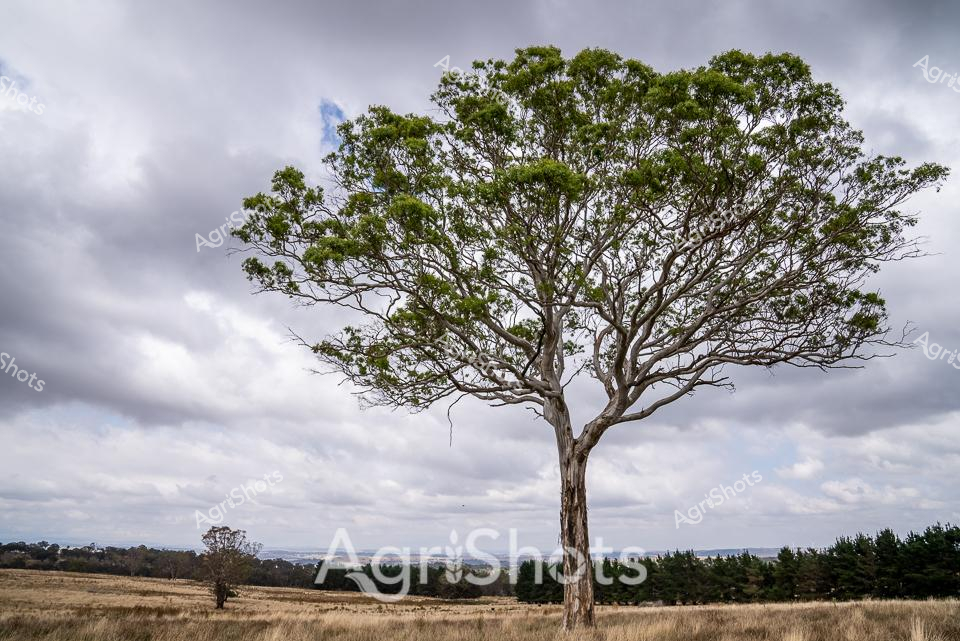 Lone Sentinel of the Grasslands

A weathered eucalyptus tree stands resolute against a dramatic grey-clouded sky, its silvery trunk and sprawling branches commanding the open grassland. Windswept and ancient, the tree embodies the resilient spirit of the Australian rural landscape, its gnarled limbs reaching outward like weathered hands across the golden dry pasture. Distant treelines and softly rolling horizons frame the scene, suggesting this is a classic New South Wales pastoral setting where generations of farmers have worked the land. The muted palette of silvery bark, olive-green foliage, wheat-colored grasses, and slate-grey clouds creates a moody, contemplative atmosphere that speaks to the endurance of agricultural ecosystems. This magnificent tree serves as a natural landmark, a living witness to countless seasonal changes, drought cycles, and the rhythmic pulse of rural life. Its solitary presence symbolizes both the isolation and the quiet strength inherent in Australia's agricultural heartlands.