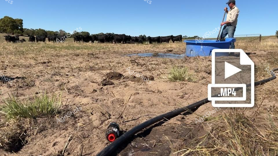 Scorched earth and patient resilience define this quintessential South Australian pastoral scene. A lone farm worker stands atop a blue water tank, carefully monitoring a water distribution system for a herd of Black Angus cattle grazing in the background. The landscape is parched and weathered, with sparse tufts of native grasses breaking through cracked, sun-baked soil, revealing the harsh realities of agricultural life during an intense dry season. A black irrigation pipe stretches across the foreground, fitted with a red-capped Plasson connector, symbolizing the critical infrastructure that sustains livestock in unforgiving conditions. The cattle cluster together, their deep black coats a stark contrast against the bleached grassland, waiting methodically for water in a landscape that demands constant human intervention and technical precision. The brilliant azure sky and crisp sunlight underscore the unrelenting environment, capturing the stoic determination of Australian farmers who transform challenging terrain into productive agricultural spaces through ingenuity and persistent hard work.