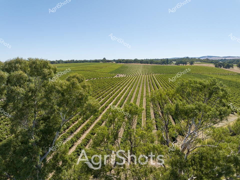 ALMABIN_1677197514_30.png, Barossa Valley Region, Green,_wp48789.jpg