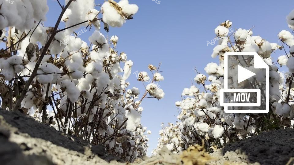 Pristine white cotton bolls burst from dark branches, creating a stunning contrast against the clear blue sky of inland New South Wales. The cotton field stretches across the rich soil of the Walgett Shire, capturing the pinnacle of harvest season with plump, fully developed bolls ready for collection. Each cotton plant is laden with soft, fluffy fibers that glisten in the bright Australian sunlight, representing the meticulous care and agricultural expertise of local cotton farmers. The ground-level perspective emphasizes the density and abundance of the crop, with rocky soil visible in the foreground, highlighting the challenging growing conditions these robust plants endure. Delicate yet resilient, the cotton stands as a testament to agricultural innovation in one of Australia's most productive cotton-growing regions. The crisp white bolls against the deep blue sky evoke a sense of purity and potential, symbolizing the critical role of cotton in Australia's agricultural export economy.
