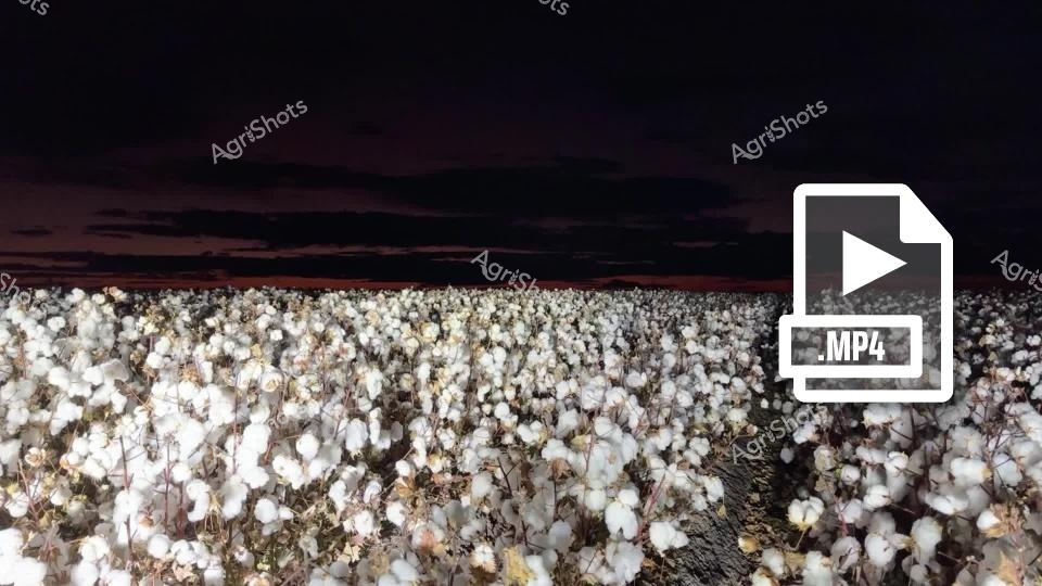 A vast cotton field stretches across the landscape under a dramatic dawn sky in New South Wales' Walgett Shire region. The pristine white cotton bolls cover the ground, creating a stunning contrast with the dark, moody horizon, capturing the raw beauty of Australian agricultural production at sunrise.