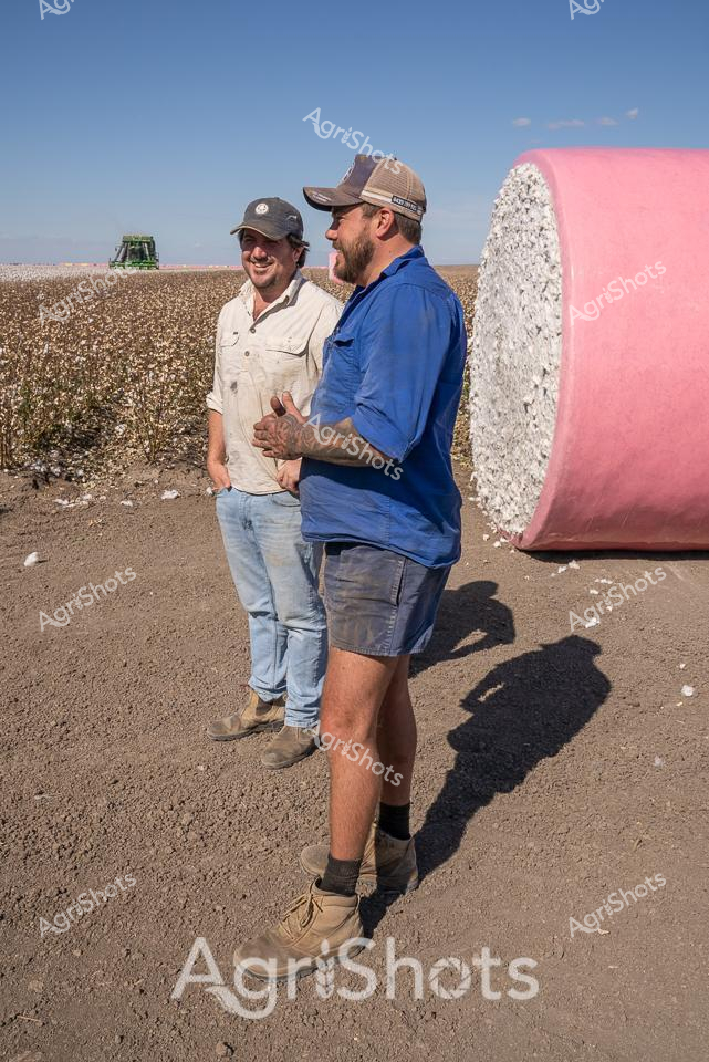 Dusty cotton fields stretch to the horizon under a clear azure sky, where two agricultural workers pause beside a massive pink-wrapped cotton bale. Dressed in classic farm attire - faded denim, work shirts, and protective caps - the workers share a moment of camaraderie during harvest season. A green agricultural machine sits in the distant background, a silent sentinel of the cotton production process. One worker wears a light cream shirt, the other a vibrant blue top, their clothing contrasting against the monochromatic earth tones of the barren field. The massive cotton bale, wrapped in distinctive pink plastic, represents the culmination of weeks of careful cultivation, its white fibrous content compressed into a uniform cylindrical shape. This scene captures the essence of Australian cotton farming - a blend of hard work, advanced agricultural technology, and the deep connection between farmers and their land, set against the expansive, sun-drenched landscape of regional New South Wales.