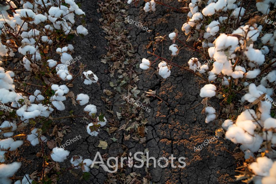 Pristine cotton bolls emerge like soft white clouds against a backdrop of parched, cracked earth, revealing the delicate resilience of Australian cotton farming. The rich, dark soil fractured by drought tells a story of challenging agricultural conditions in the Walgett Shire region of New South Wales. Brilliant white cotton flowers burst from weathered branches, their fluffy kernels fully developed and ready for harvest, creating a striking contrast with the rugged, burnt sienna landscape. Golden late afternoon light bathes the scene, highlighting the intricate textures of the dried ground and the delicate, almost luminous cotton bolls that represent months of careful cultivation. This image captures the raw beauty of dryland cotton production - a testament to the skill and perseverance of farmers who coax life and abundance from unforgiving terrain. The landscape speaks of both hardship and hope, with each pristine cotton boll symbolizing agricultural innovation and the enduring spirit of rural Australian farming communities.