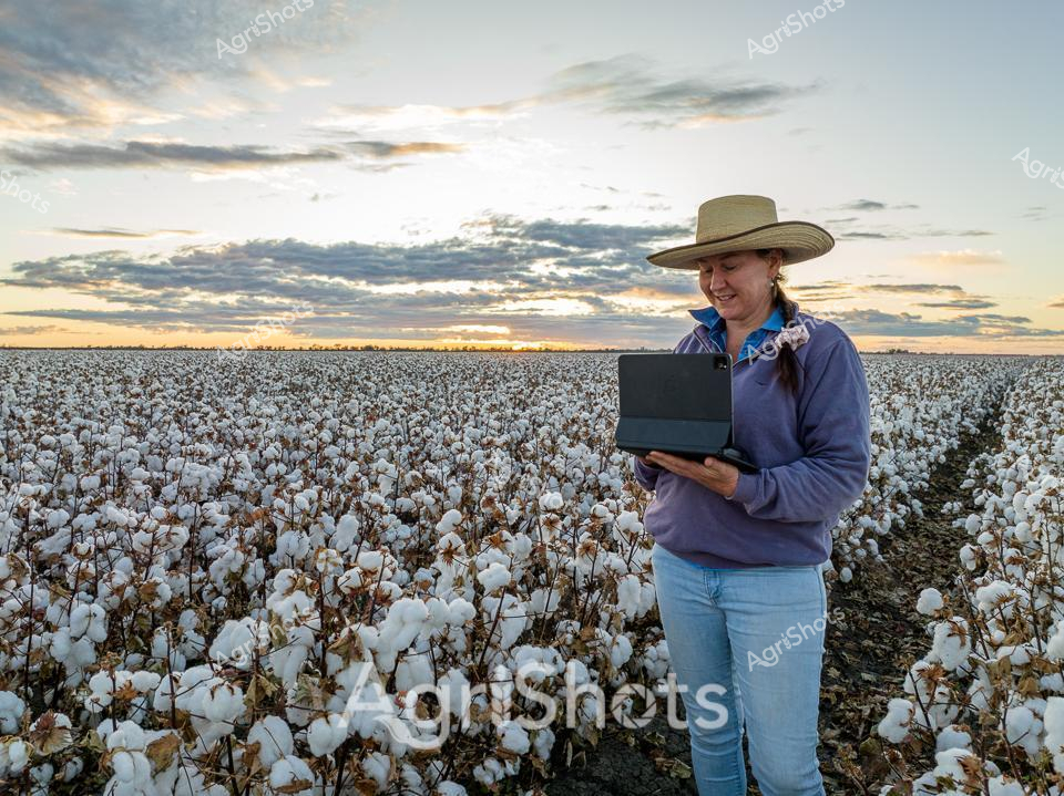A golden sunrise illuminates an expansive cotton field stretching to the horizon, where puffy white cotton bolls contrast against rich earth tones and dramatic cloud formations. A confident agricultural professional wearing a classic wide-brimmed Australian farm hat stands amid the mature cotton crop, her purple long-sleeved top and blue denim jeans suggesting practical rural workwear. She focuses intently on an electronic device, likely monitoring crop data or conducting digital farm management tasks, symbolizing the modern technological integration in contemporary agricultural practices. The meticulously planted cotton rows create precise linear pathways through the field, revealing sophisticated farming techniques and precision agriculture. Soft dawn light bathes the landscape in warm hues, highlighting the delicate texture of fully developed cotton bolls ready for harvest. This image captures the intersection of traditional farming wisdom and cutting-edge digital innovation, representing the progressive spirit of Australian agricultural professionals in the cotton-growing regions of New South Wales.