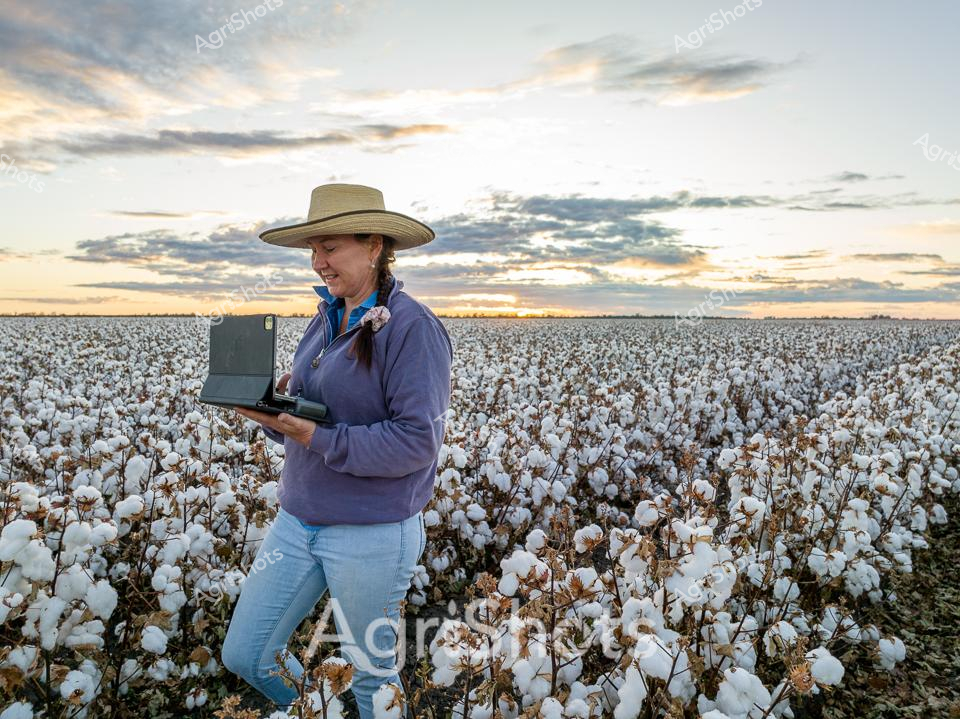 Golden dawn breaks over an endless cotton field, casting soft light across pristine white bolls stretching to the distant horizon. A dedicated agricultural professional stands amidst the ripened crop, wearing a classic wide-brimmed sun hat, purple fleece, and blue denim, her stance confident and purposeful. Cradling an iPad, she appears to be conducting field research or crop assessment, her posture suggesting meticulous attention to agricultural data and crop monitoring. The cotton plants surrounding her are laden with fluffy white bolls, indicating a mature crop ready for harvest, their delicate texture contrasting with the robust agricultural technology in her hands. The expansive landscape of the Walgett Shire region in New South Wales unfolds behind her, revealing the immense scale of modern cotton production. Her presence symbolizes the intersection of traditional farming and contemporary digital technology, a powerful representation of Australia's innovative agricultural sector.