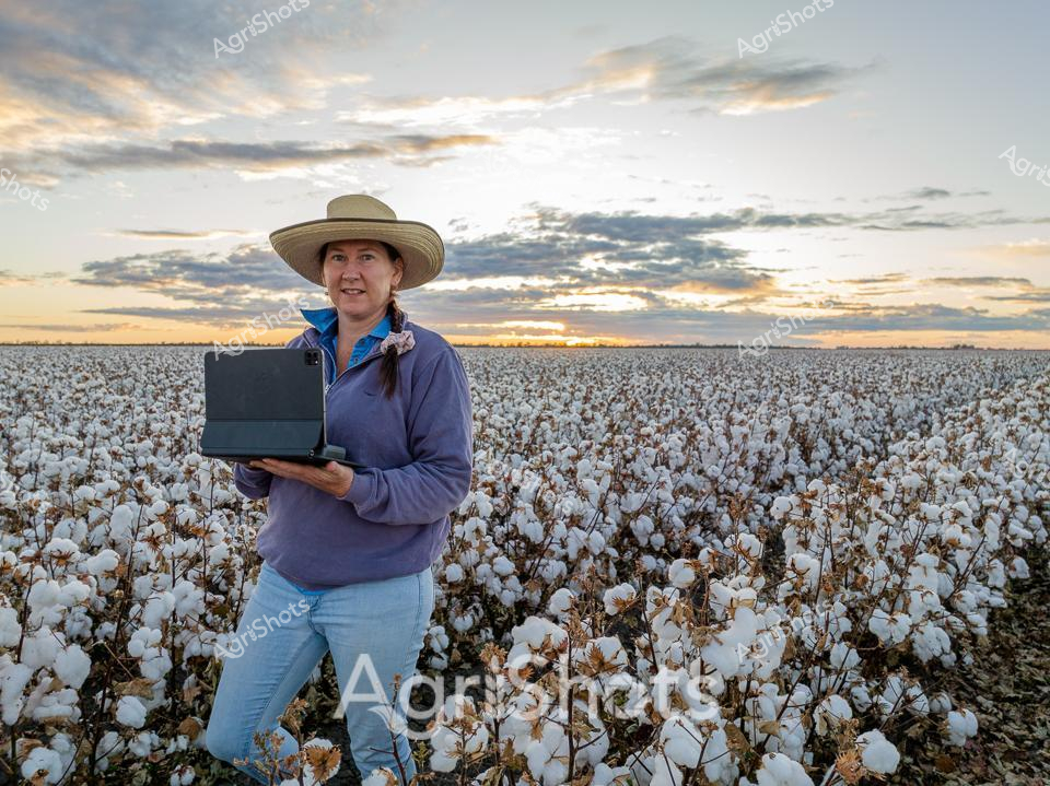 Cotton harvest sunset on the Liverpool Plains illuminates a dedicated agricultural professional surveying her vast white-flowered fields. Wearing a wide-brimmed sun hat, purple fleece, and light denim, she stands confidently amidst endless rows of mature cotton bolls heavy with pristine white fiber. Her digital tablet represents modern agricultural technology, capturing crucial farm data against a dramatic sky streaked with soft gold and azure clouds. The expansive cotton plantation stretches to the horizon, a sea of fluffy white punctuated by dried brown plant stems, reflecting the culmination of months of careful cultivation. This scene captures the intersection of traditional farming wisdom and contemporary digital innovation, showcasing the precision and technological sophistication of Australian agricultural practice. The golden hour lighting bathes the landscape in warm, soft tones, highlighting the meticulous care and advanced management techniques of contemporary cotton farming.