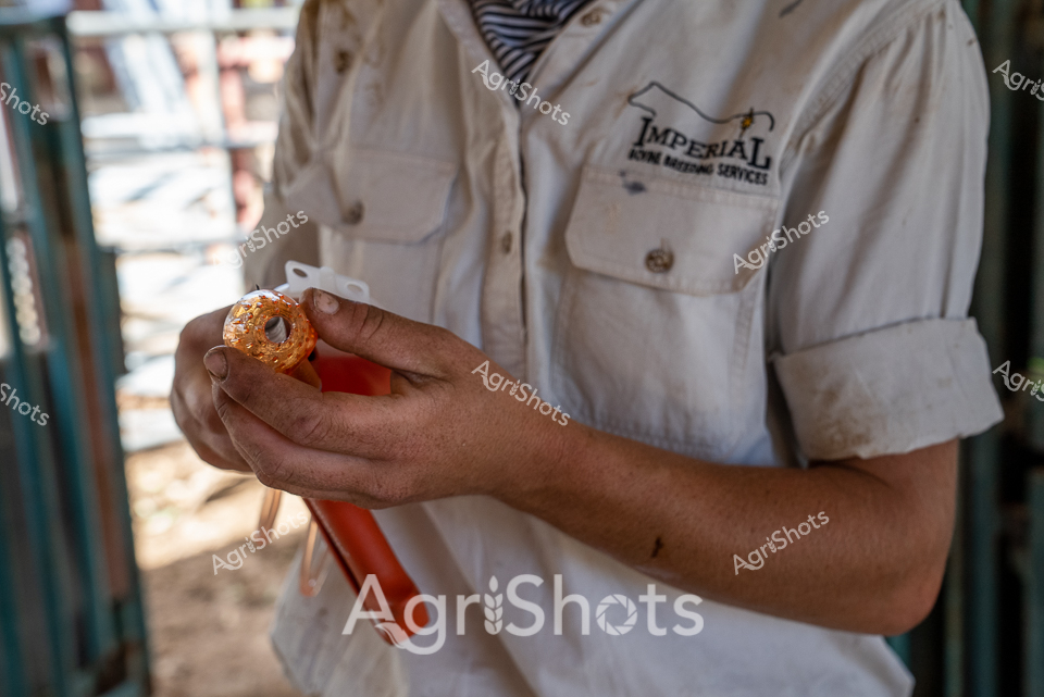 Imperial Pest Management technician prepares a crucial livestock health intervention in a rural Western Australian cattle yard. Her crisp white short-sleeved uniform shirt with the Imperial logo displays professional agricultural service expertise. Carefully handling an orange-handled tool, likely a cattle vaccination applicator, she demonstrates precision and care in animal health management. The soft, dusty background hints at the rugged pastoral landscape typical of Western Australia's cattle stations, where professional intervention ensures herd wellness and productivity. Sunlight catches the metallic gleam of the vaccination equipment, highlighting the technical skill required in modern agricultural practices. This scene captures the critical intersection of animal welfare, technical expertise, and agricultural innovation that defines contemporary livestock management.